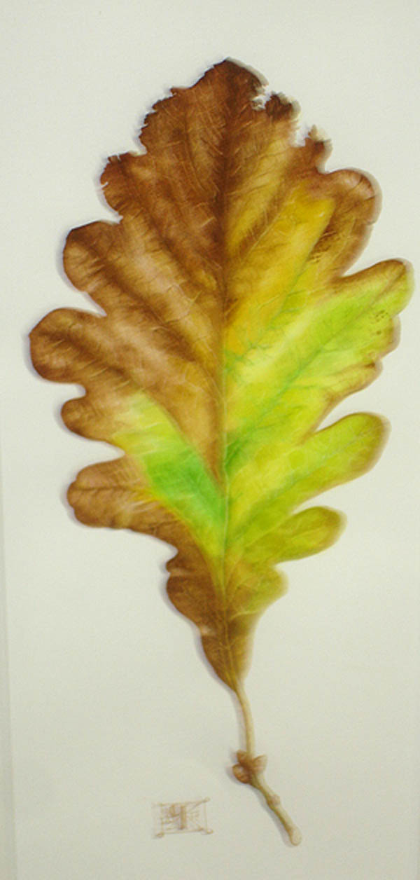 OakHazel Leaf