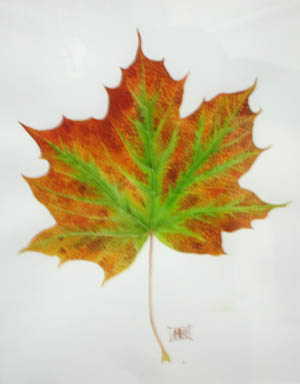 Sycamore Leaf