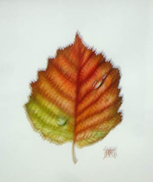 Hazel Leaf